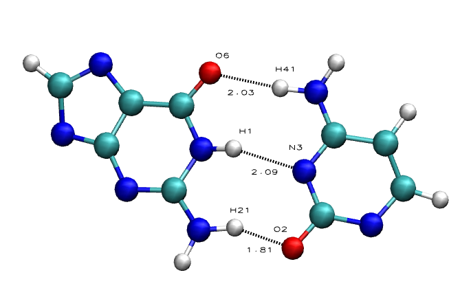 Nucleic Acid Flexibility: Hydrogen Bonds
