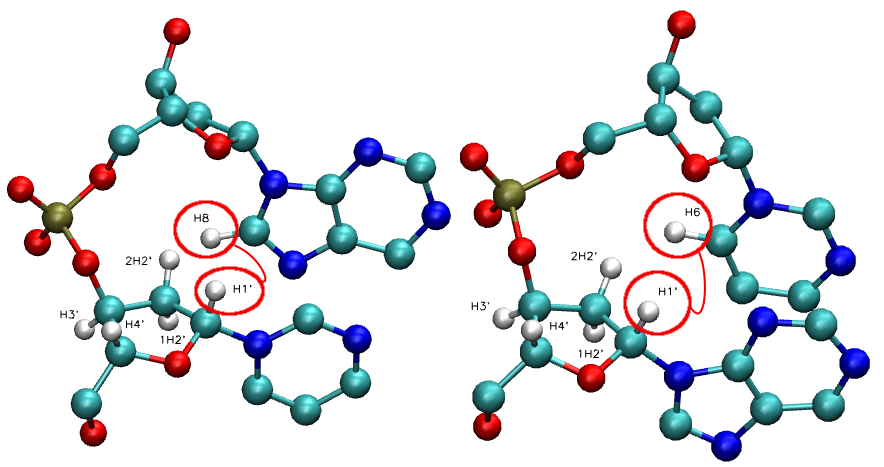 DNAPyrimidine-Purine Segment