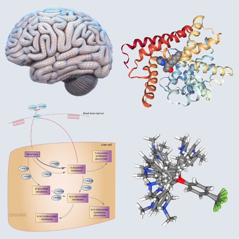 langauge and speech central nervous system